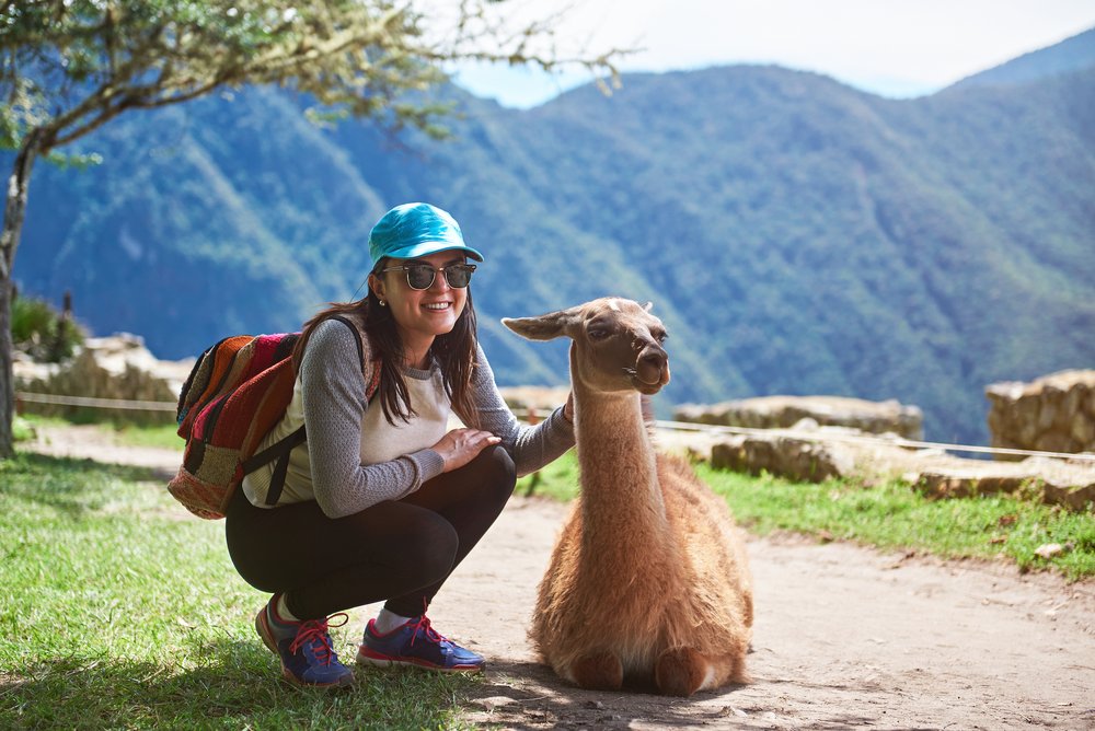 Woman meet lama in Machu Picchu hiking trail. Smiling girl with alpaca animal