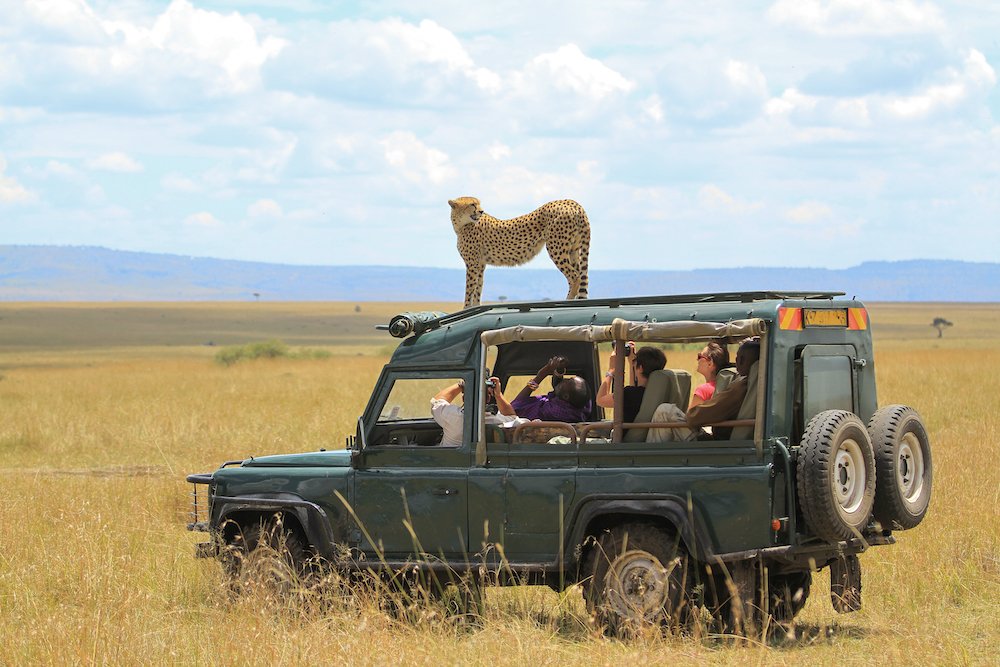 Maasai Mara, Mara / Kenya - August 28 2012: Cheetah interacts with a Safari Vehicle
