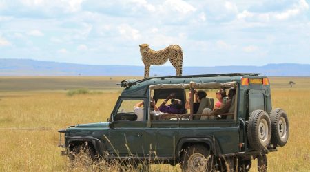 Maasai Mara, Mara / Kenya - August 28 2012: Cheetah interacts with a Safari Vehicle
